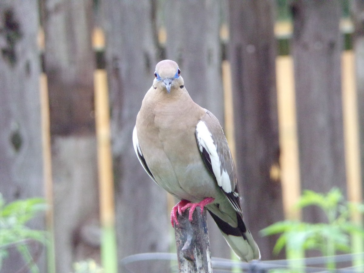 White-winged Dove - Texas Bird Family