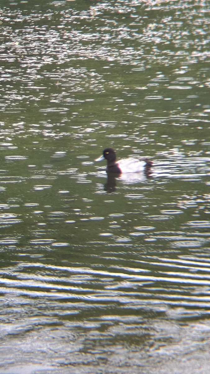 Lesser Scaup - Jamie Buchanan