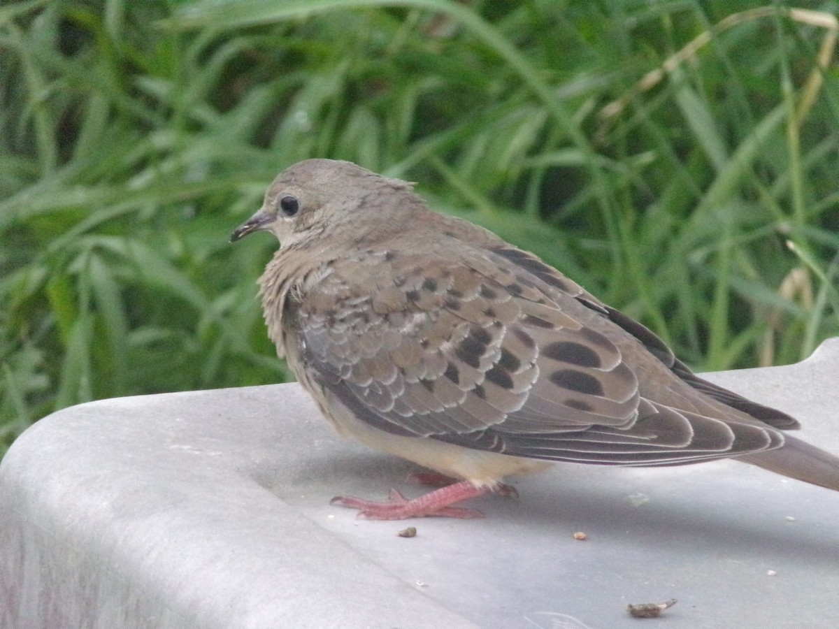 Mourning Dove - Texas Bird Family