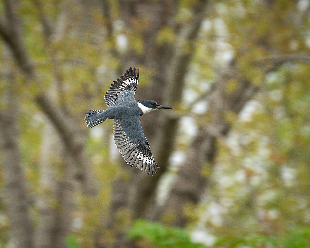 Belted Kingfisher - Martin Tremblay