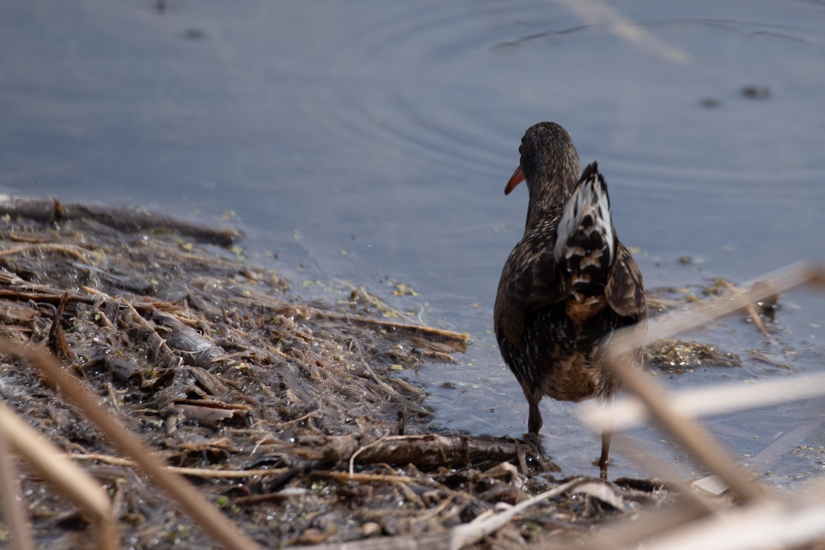 Virginia Rail - Philippe Hénault