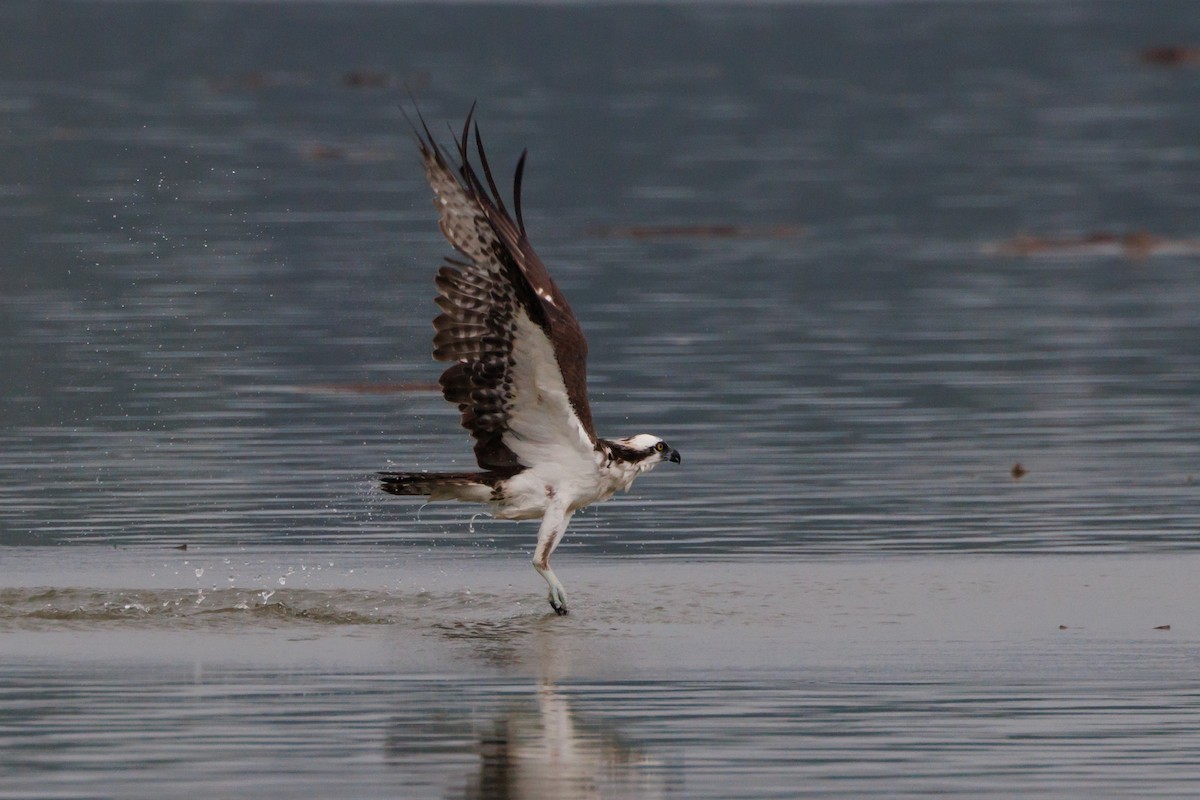 Osprey - Tim Loyd