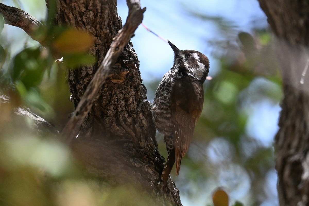 Arizona Woodpecker - Maryse Neukomm