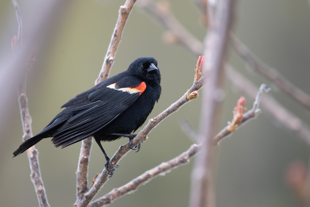 Red-winged Blackbird - Philippe Hénault