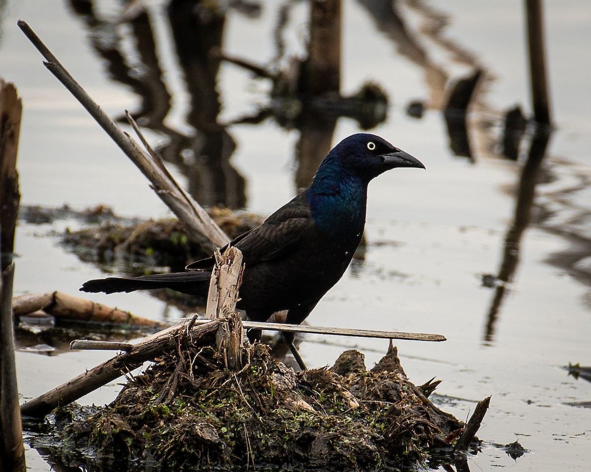 Common Grackle - Martin Tremblay