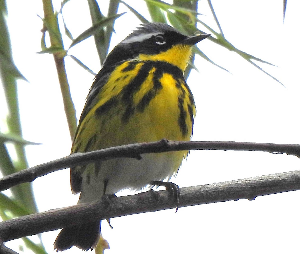 Magnolia Warbler - Carole Gall