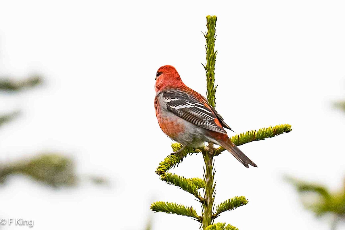 Pine Grosbeak - Frank King