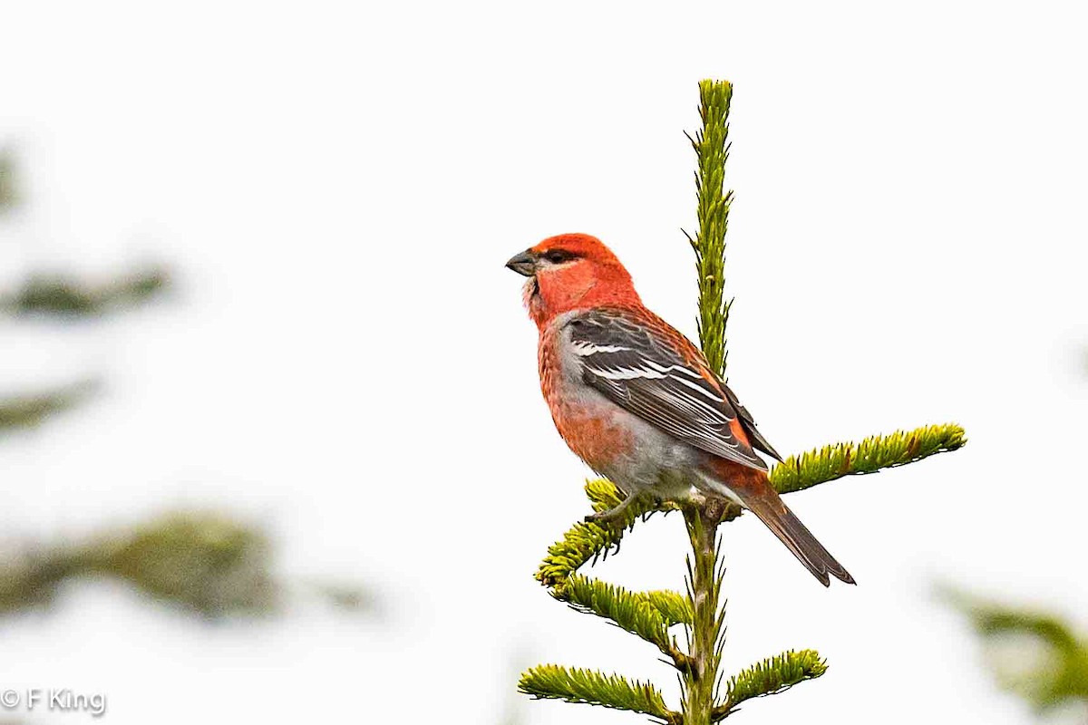 Pine Grosbeak - Frank King