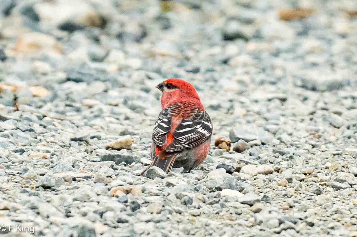 Pine Grosbeak - Frank King