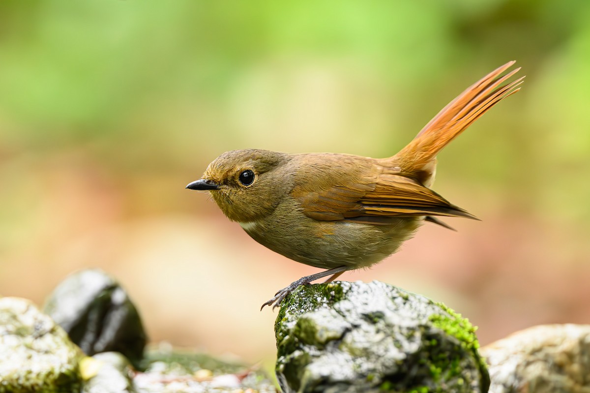 Rufous-bellied Niltava - Sudhir Paul