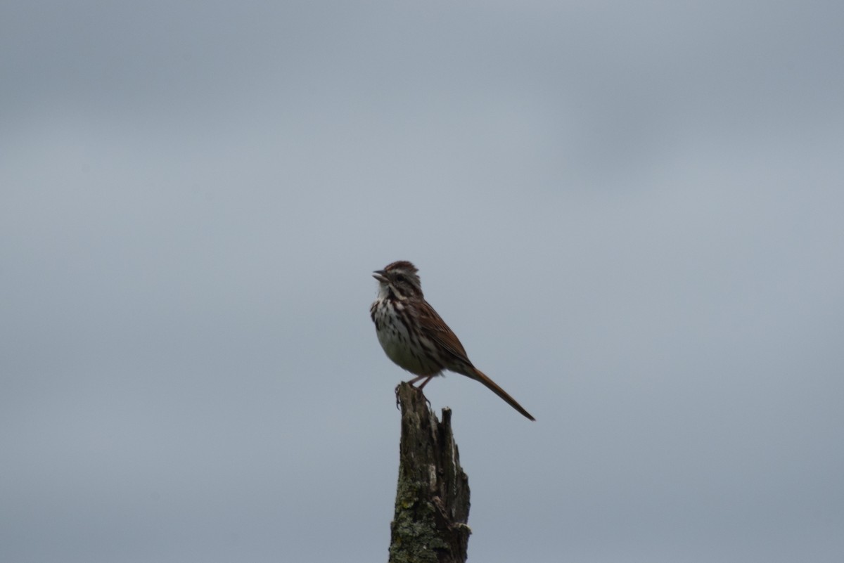 Song Sparrow - ML619175630