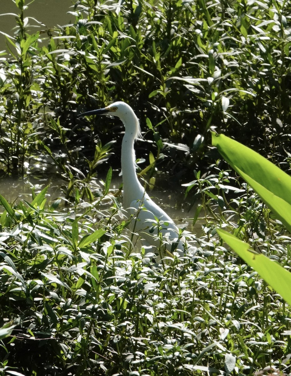 Snowy Egret - ML619175637