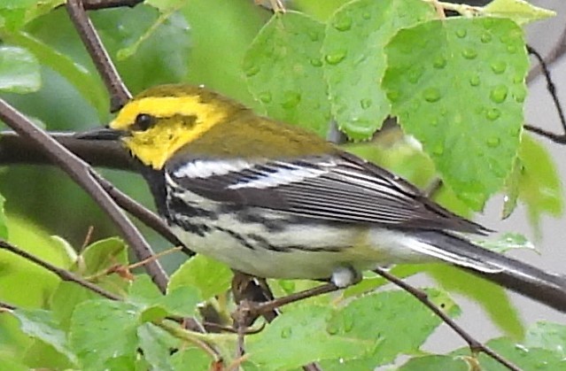 Black-throated Green Warbler - Carole Gall