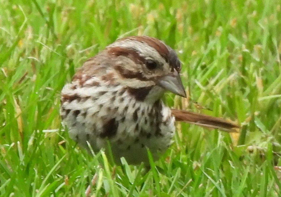 Song Sparrow - Carole Gall