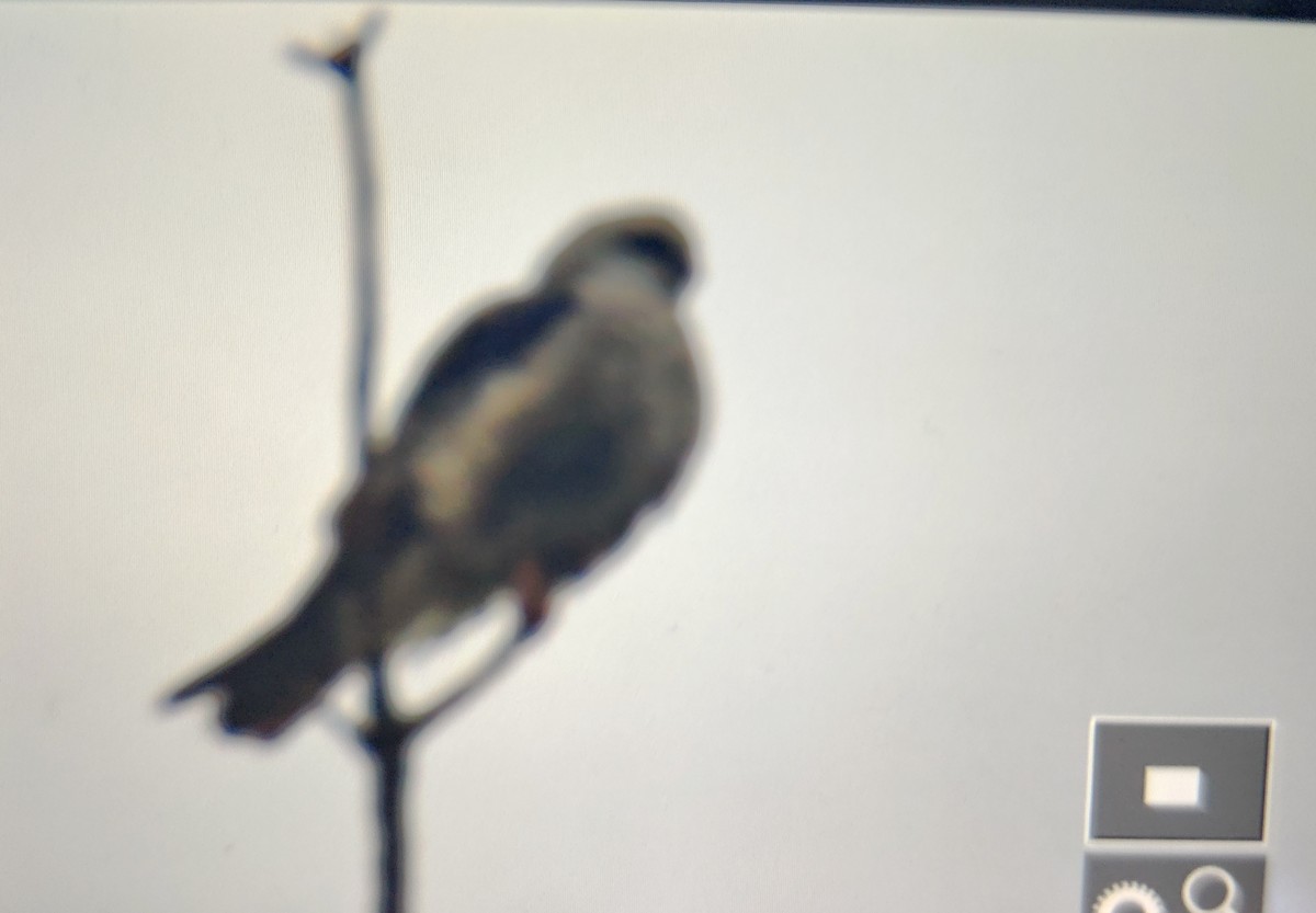 Mississippi Kite - Chelsea Hockenbury