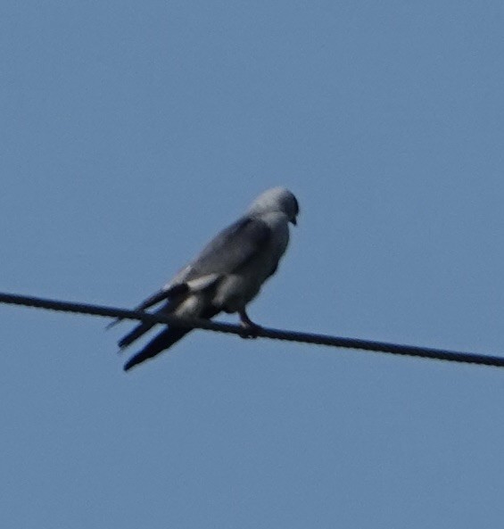 Mississippi Kite - Ute Welk