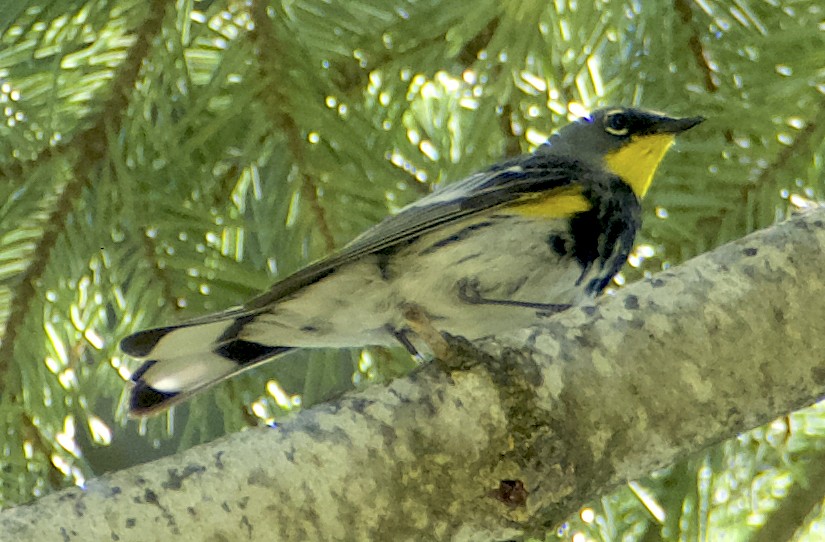 Yellow-rumped Warbler - Dave Trochlell