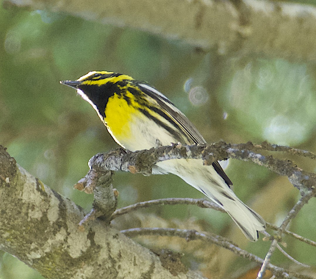 Townsend's Warbler - Dave Trochlell