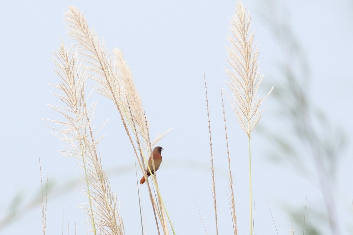 Chestnut Munia - ML619175686