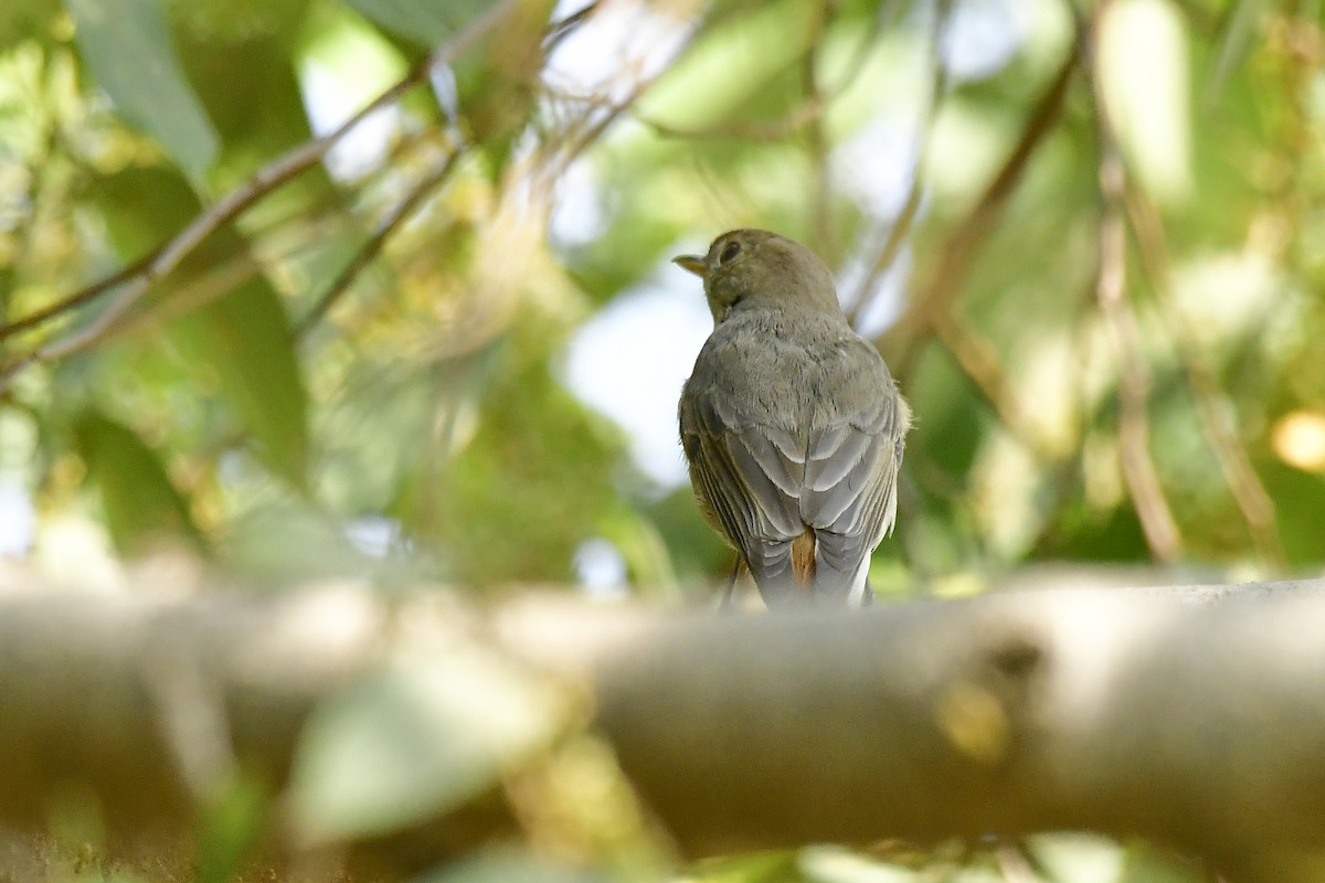 Rusty-tailed Flycatcher - Sathish Ramamoorthy