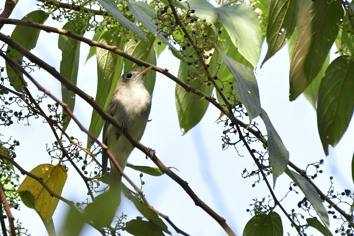 Rusty-tailed Flycatcher - Sathish Ramamoorthy
