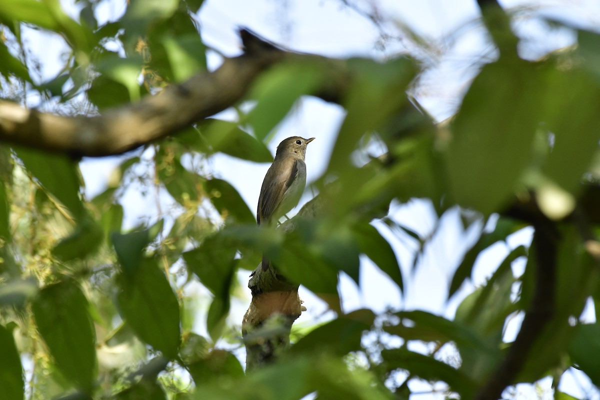 Rusty-tailed Flycatcher - ML619175696