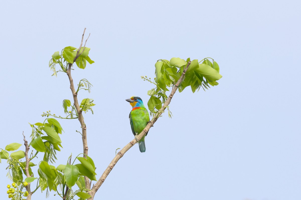 Taiwan Barbet - ML619175712