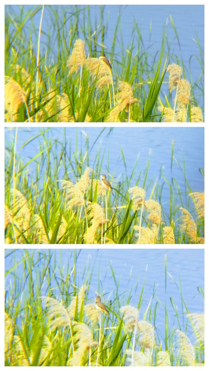 Great Reed Warbler - Eylül Öktem