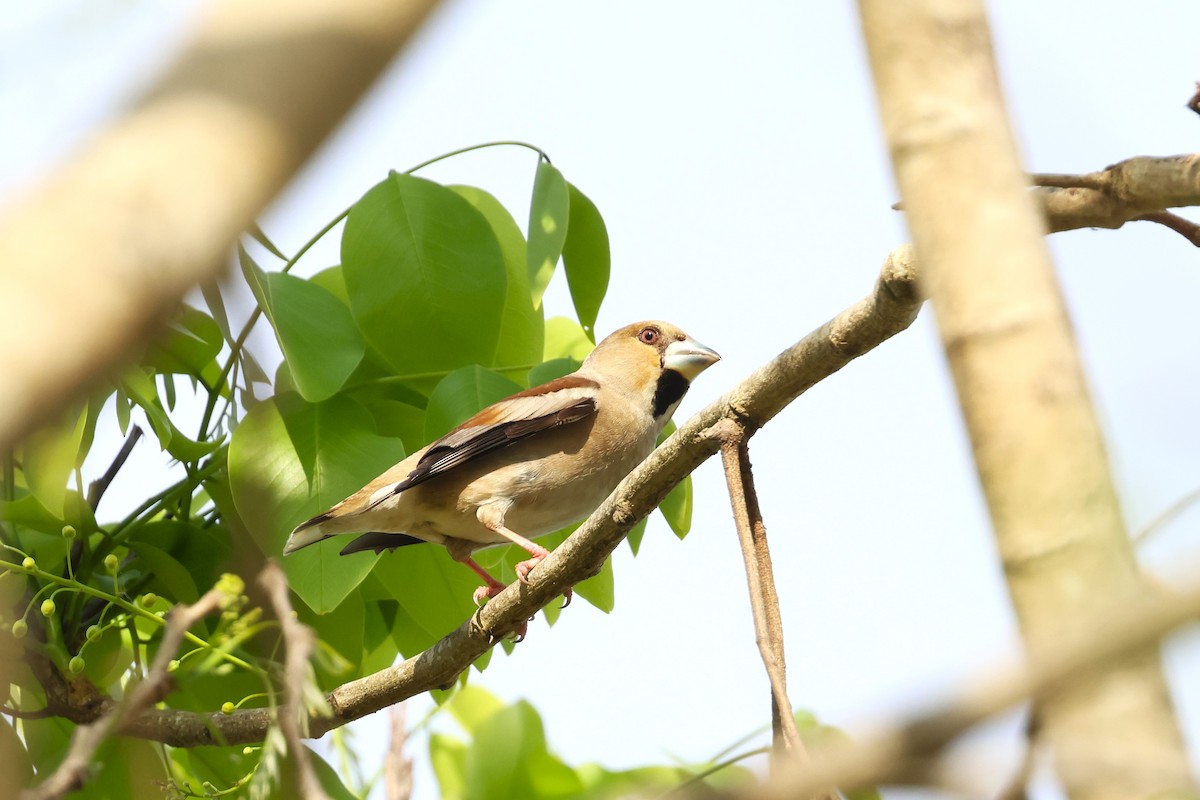 Hawfinch - ML619175715