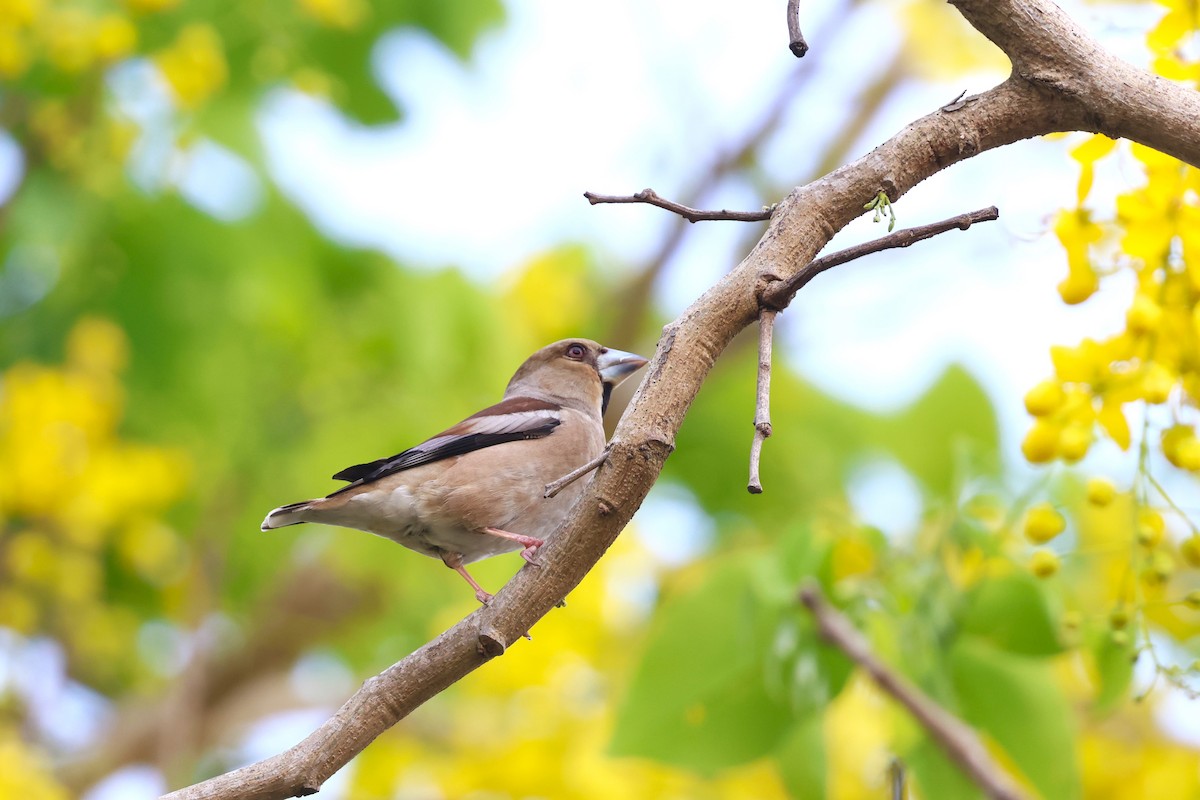 Hawfinch - ML619175716