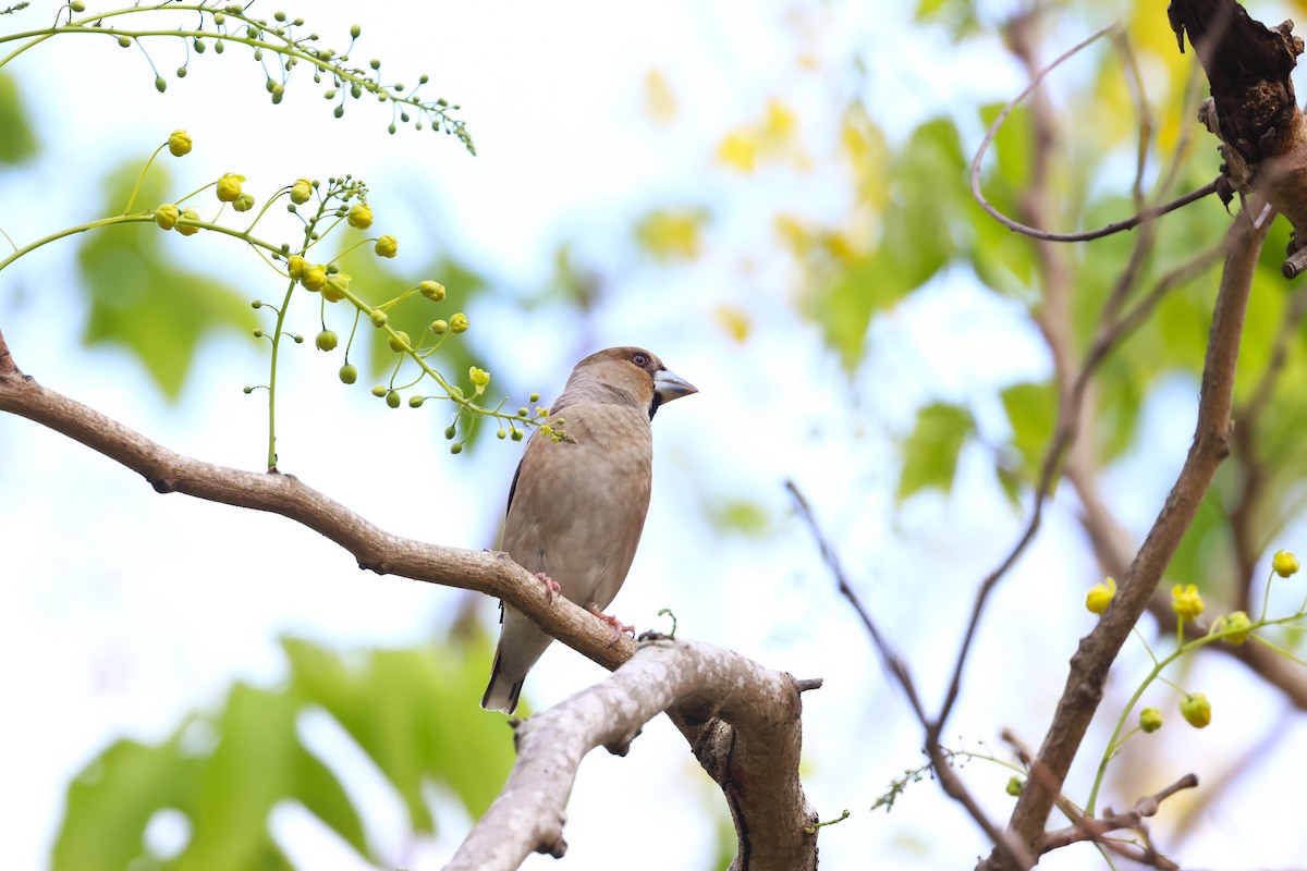 Hawfinch - ML619175717