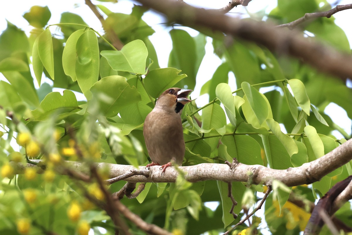 Hawfinch - 志民 蘇