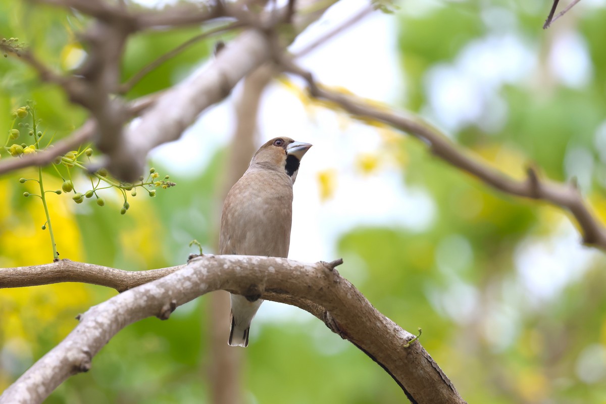 Hawfinch - 志民 蘇