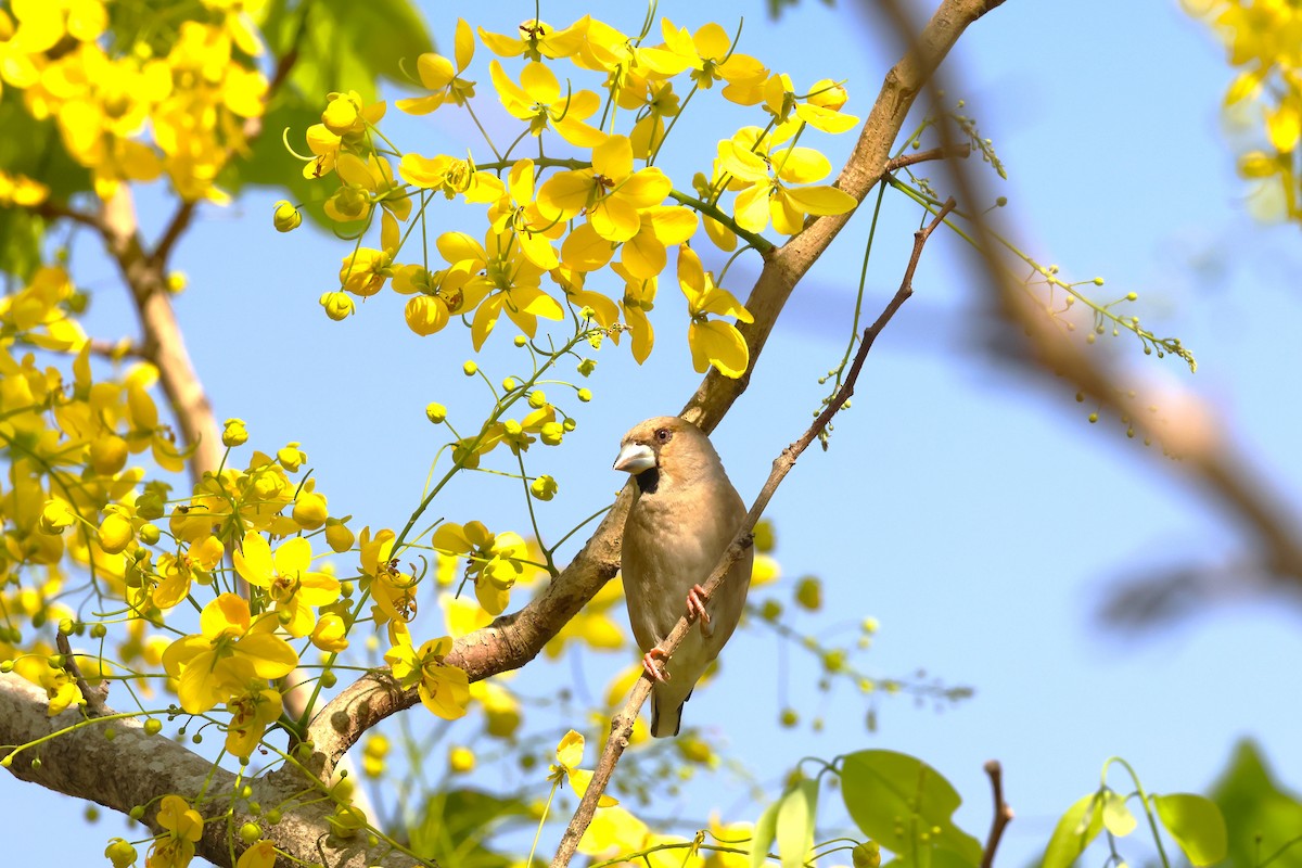 Hawfinch - ML619175720