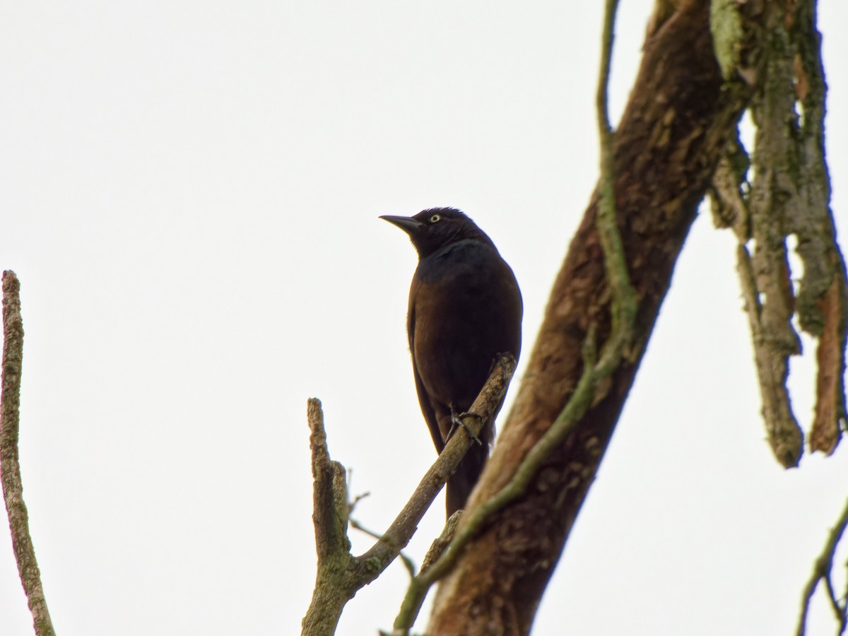 blackbird sp. - Ankur Dave