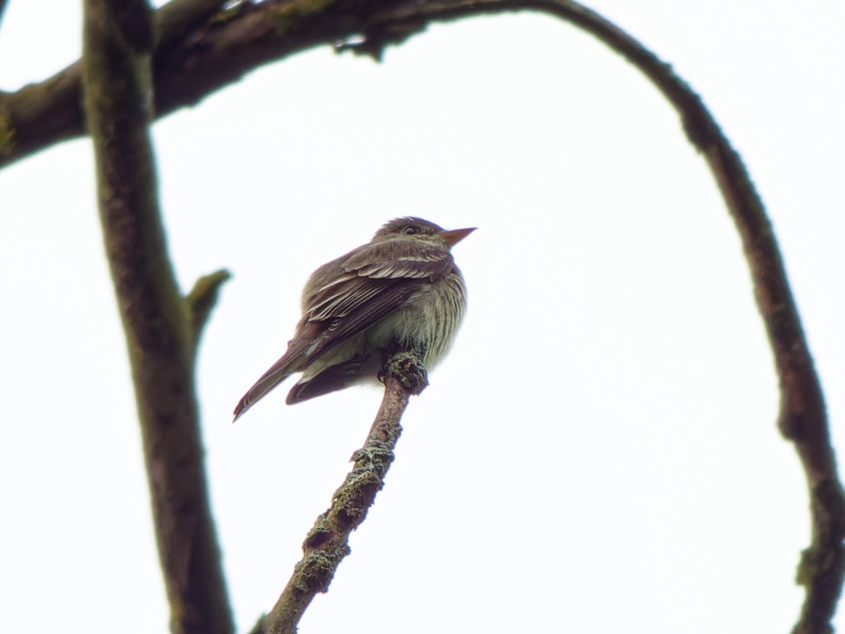 Eastern Wood-Pewee - Ankur Dave