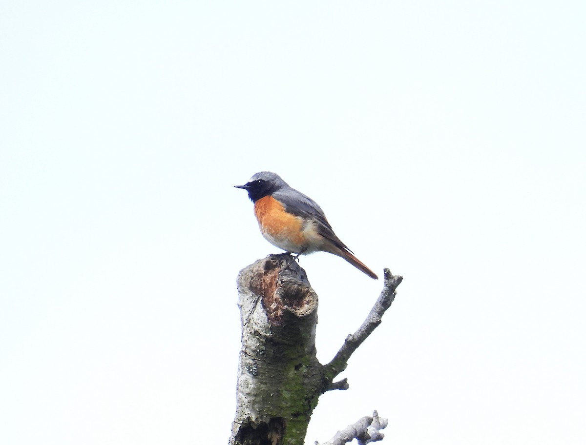 Common Redstart - Mike Wheeler