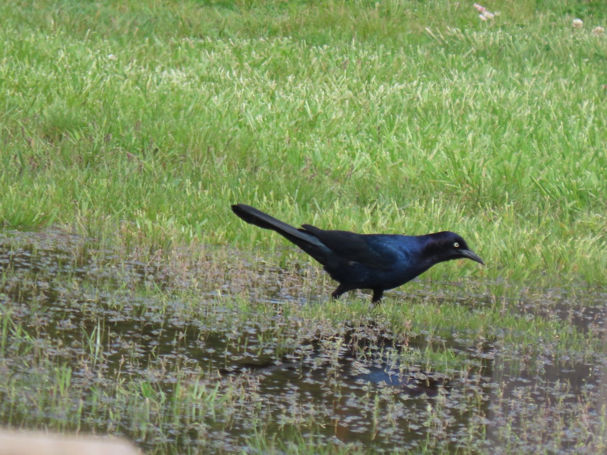 Boat-tailed Grackle - Sean Williams