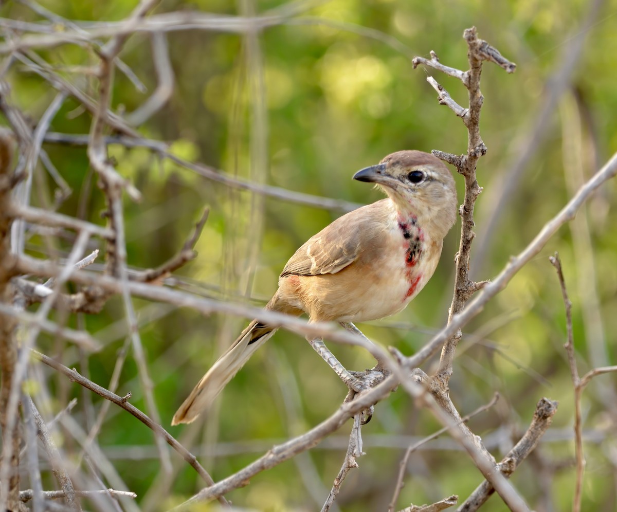 Rosy-patched Bushshrike - Ken Simonite