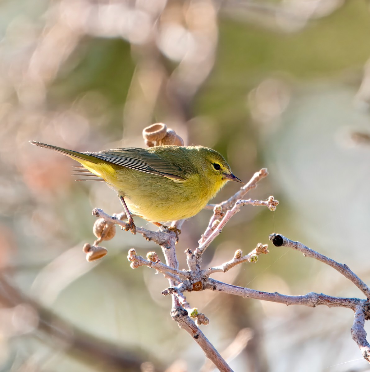 Orange-crowned Warbler - Julie Schneider