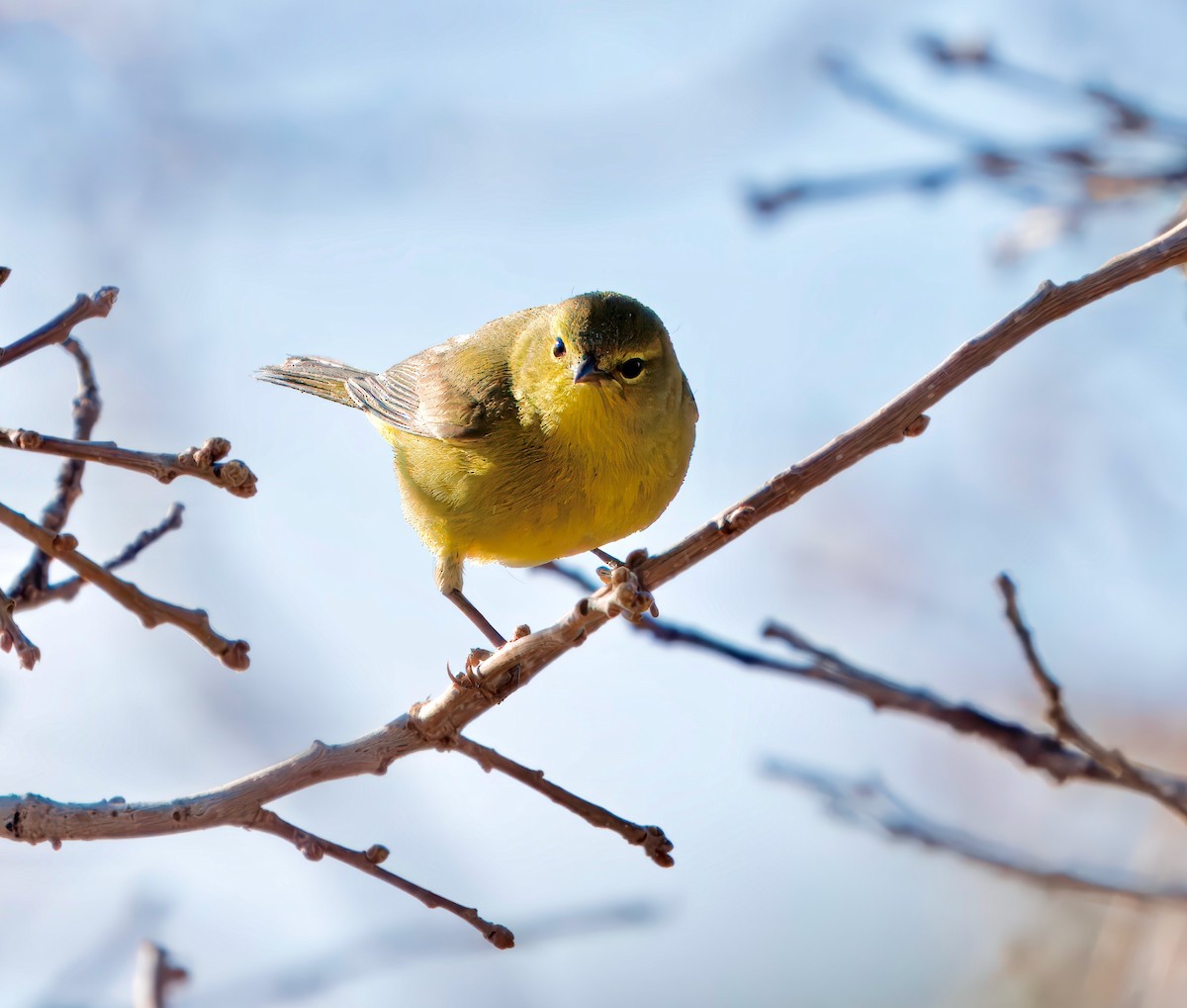 Orange-crowned Warbler - Julie Schneider