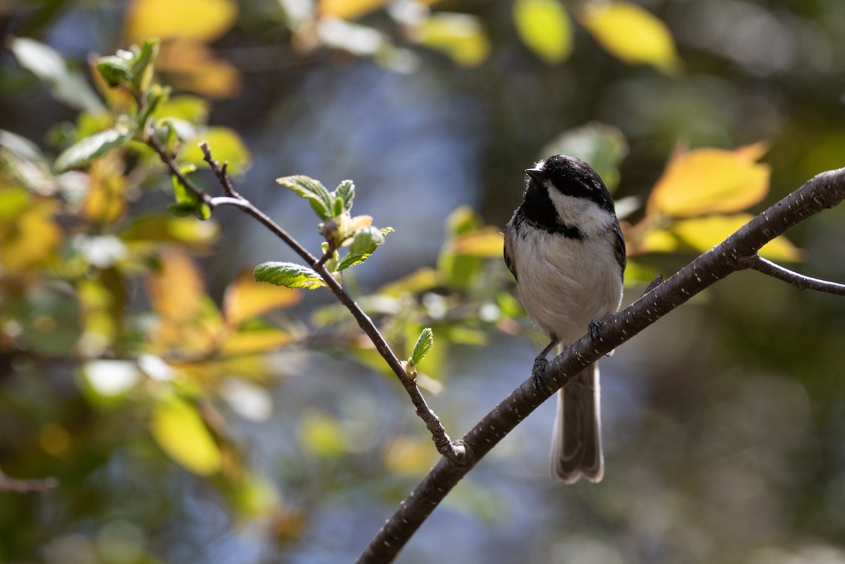 Black-capped Chickadee - Philippe Hénault