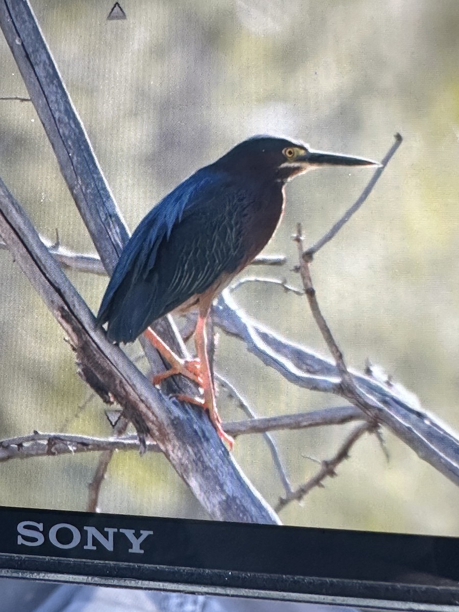 Green Heron - Gak Stonn