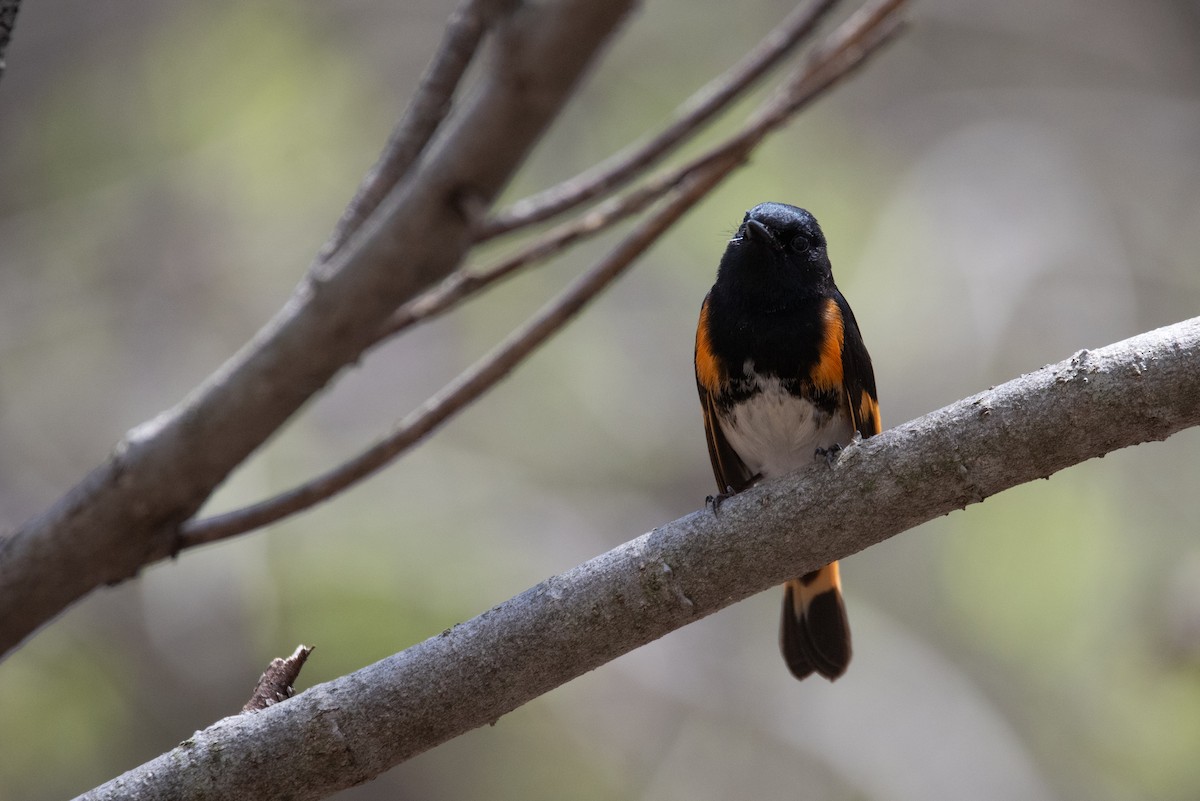 American Redstart - Philippe Hénault