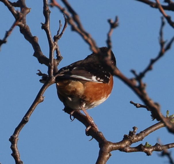 Spotted x Eastern Towhee (hybrid) - Darcey Lindsey