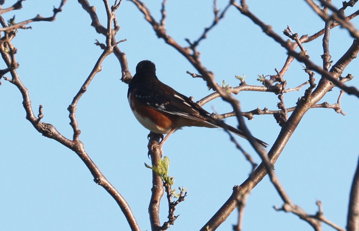 Spotted x Eastern Towhee (hybrid) - Darcey Lindsey
