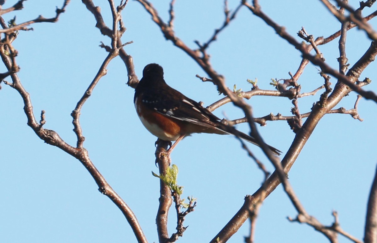 Spotted x Eastern Towhee (hybrid) - ML619175856