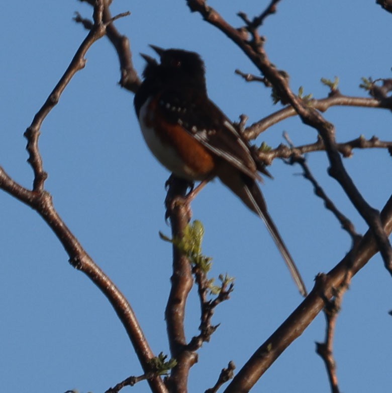 Spotted x Eastern Towhee (hybrid) - ML619175857