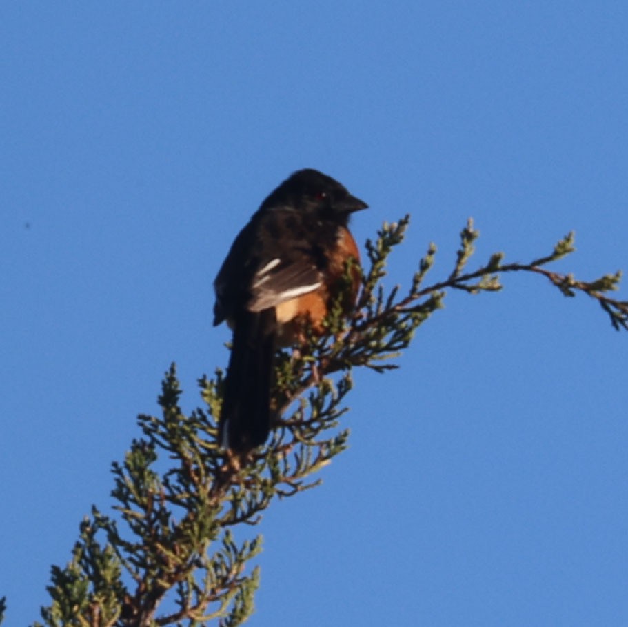 Spotted x Eastern Towhee (hybrid) - Darcey Lindsey