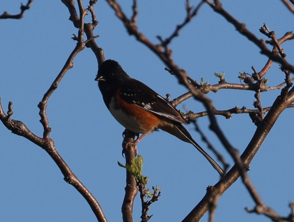 Spotted x Eastern Towhee (hybrid) - ML619175859